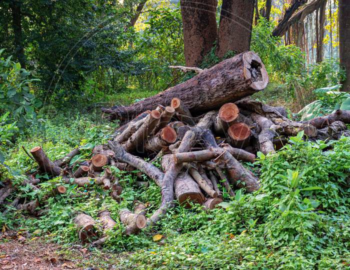 Pile Or Heap Of Cut Tree Trunks On The Ground Or Soil At Acharya Jagadish Chandra Bose Indian Botanic Garden Of Shibpur, Howrah Near Kolkata