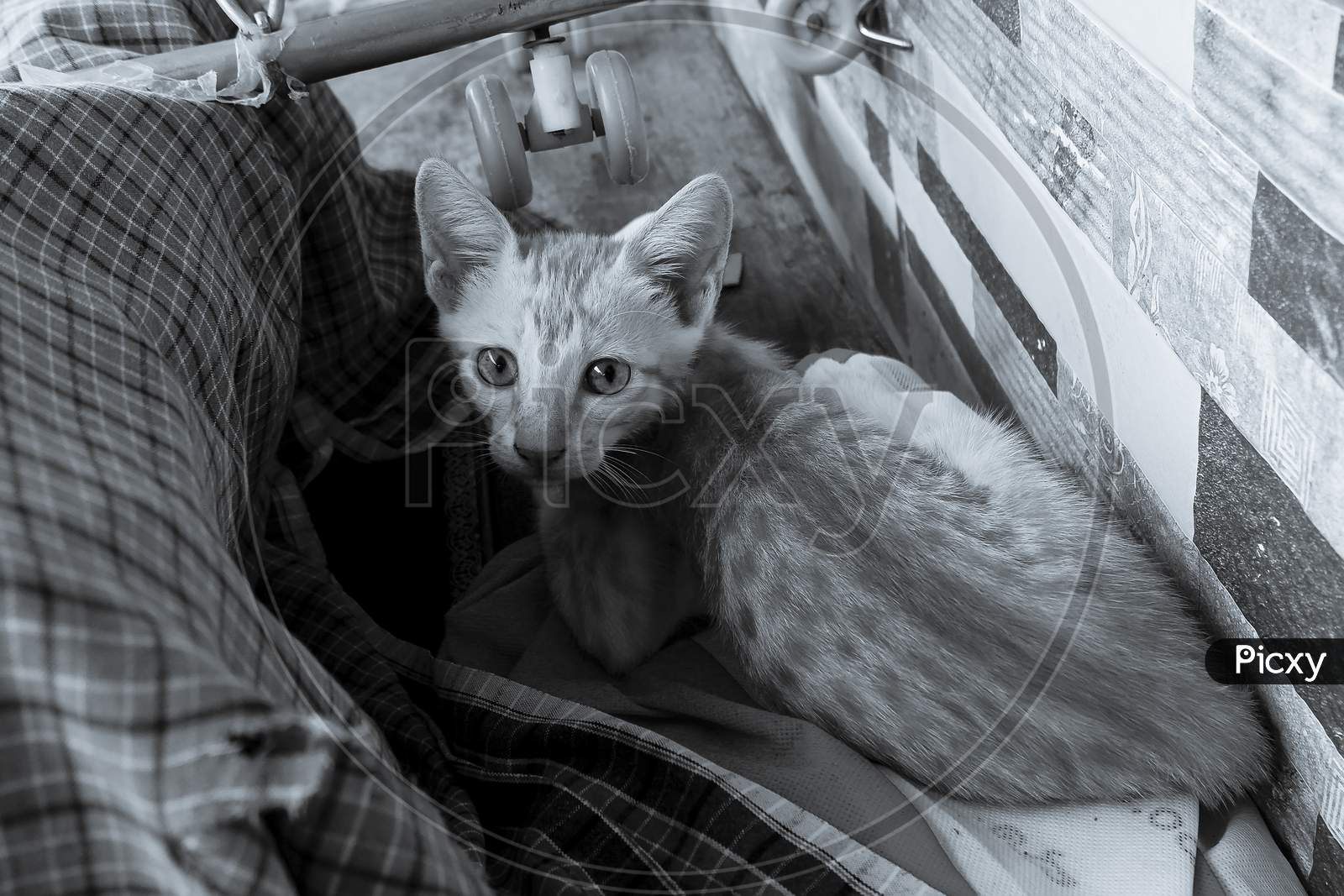 Closeup View Of Kitten Looking Camera In Black & White Picture