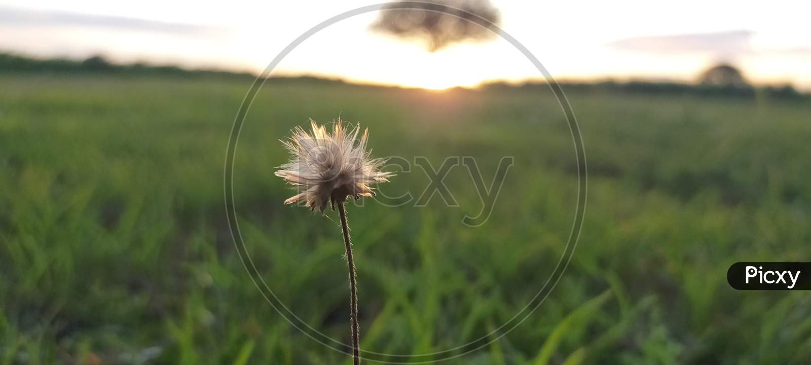 Dandelion flower photography in the morning