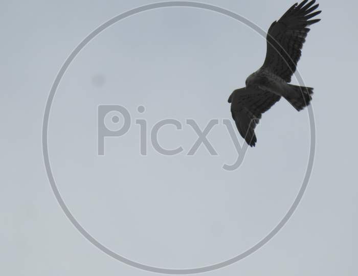 Blue Sky With Bird ,Photography ,Flying Bird, Freedom ,Frigate Birds ,Spread Wings