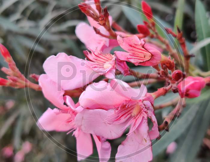 The garden with blooming plant oleander