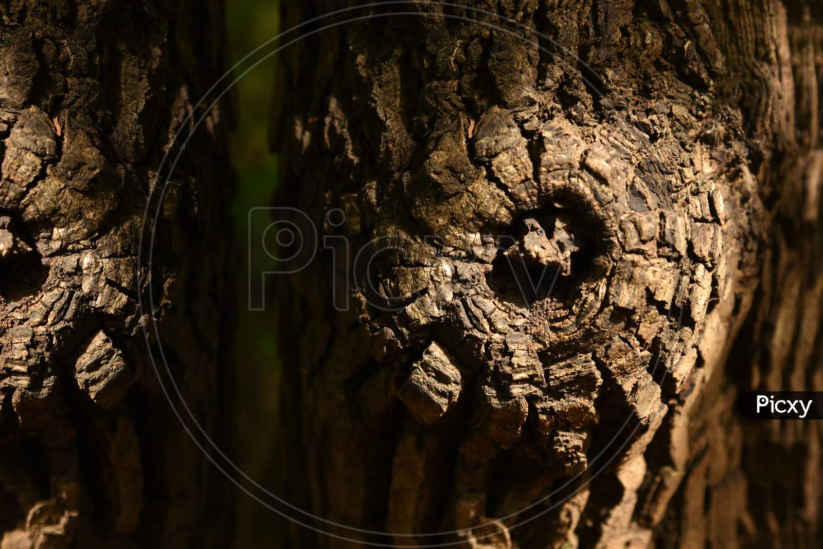 Natural Wood Background Stock Image With Text Space.