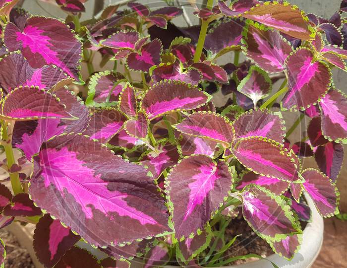 Plectranthus scutellarioides red and green leaves of the coleus plant