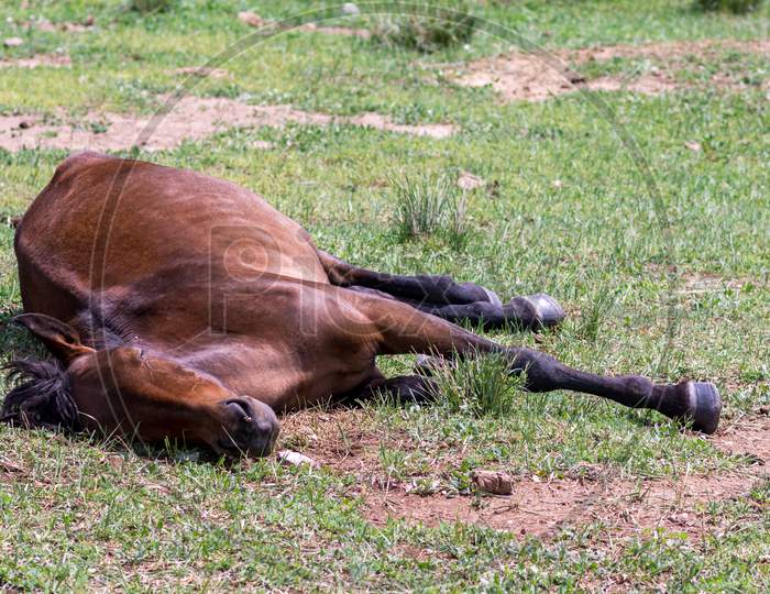 Young Stallion Sleeping In The Grass In Inner Mongolia, China