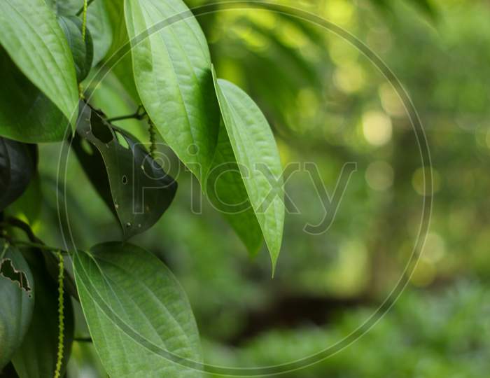 Black Pepper Plant Close Up Leaves And Blur Background.
