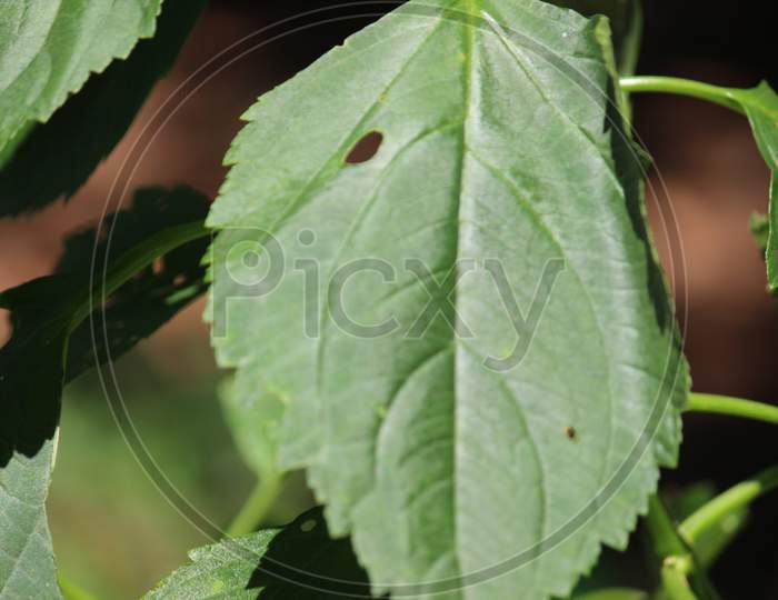 Closeup photography of green leaf