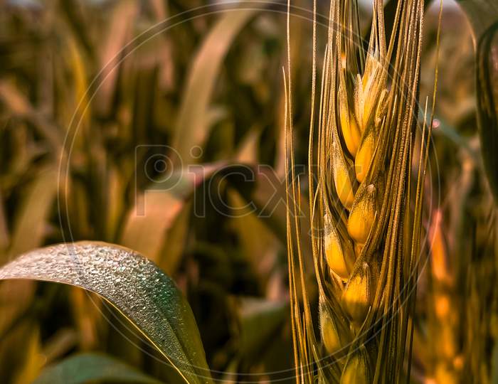 Wheat plant