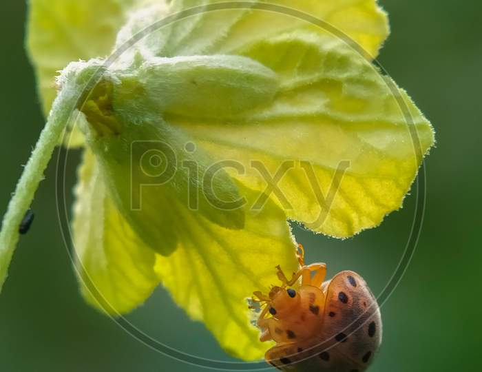 A bug collecting honey from a yellow flor