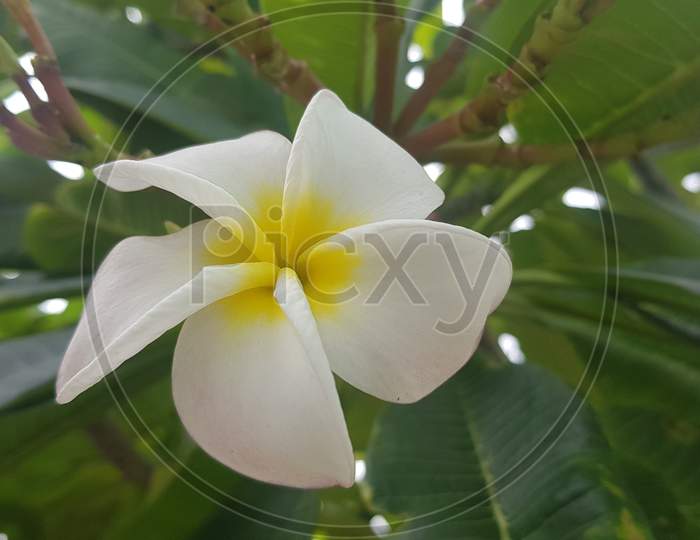 petal, leaves, pink, gardening, colorful, blossom, botany, garden, tropical, flower, leaf, nature, park, bright, plant, background, natural, beautiful, red, color, indian, wild, travel, fresh, rainforest, blooming, outdoor, asia, green, tropic, summer, forest, jungle, paradise, light, warm, Phuket