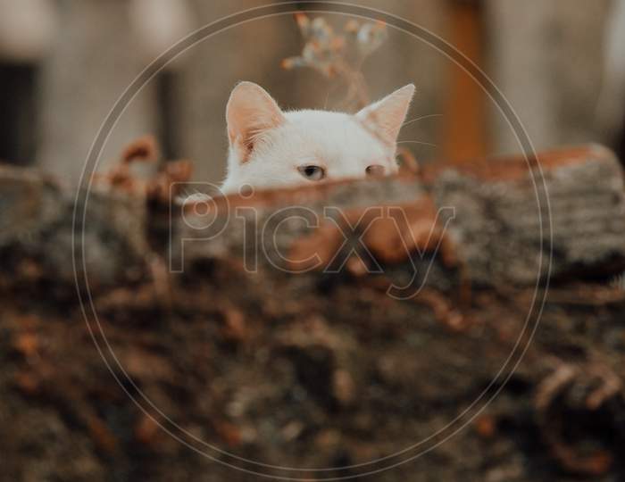 White Cat Spying Over A Wall