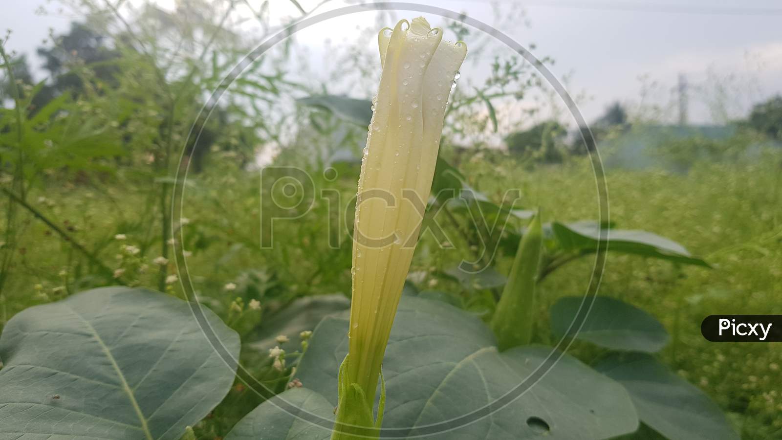 Datura stramonium white flower With Water Droplets