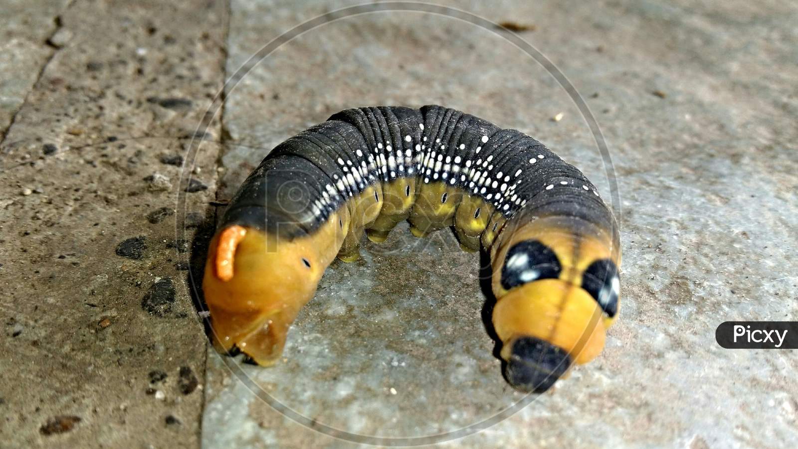 Caterpillar Forest Small Black And Yellow Cuban Wildlife