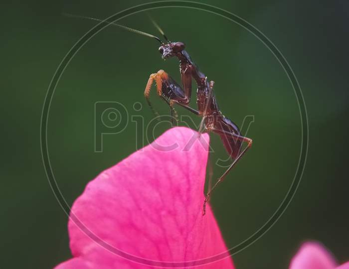 Mantis on flower