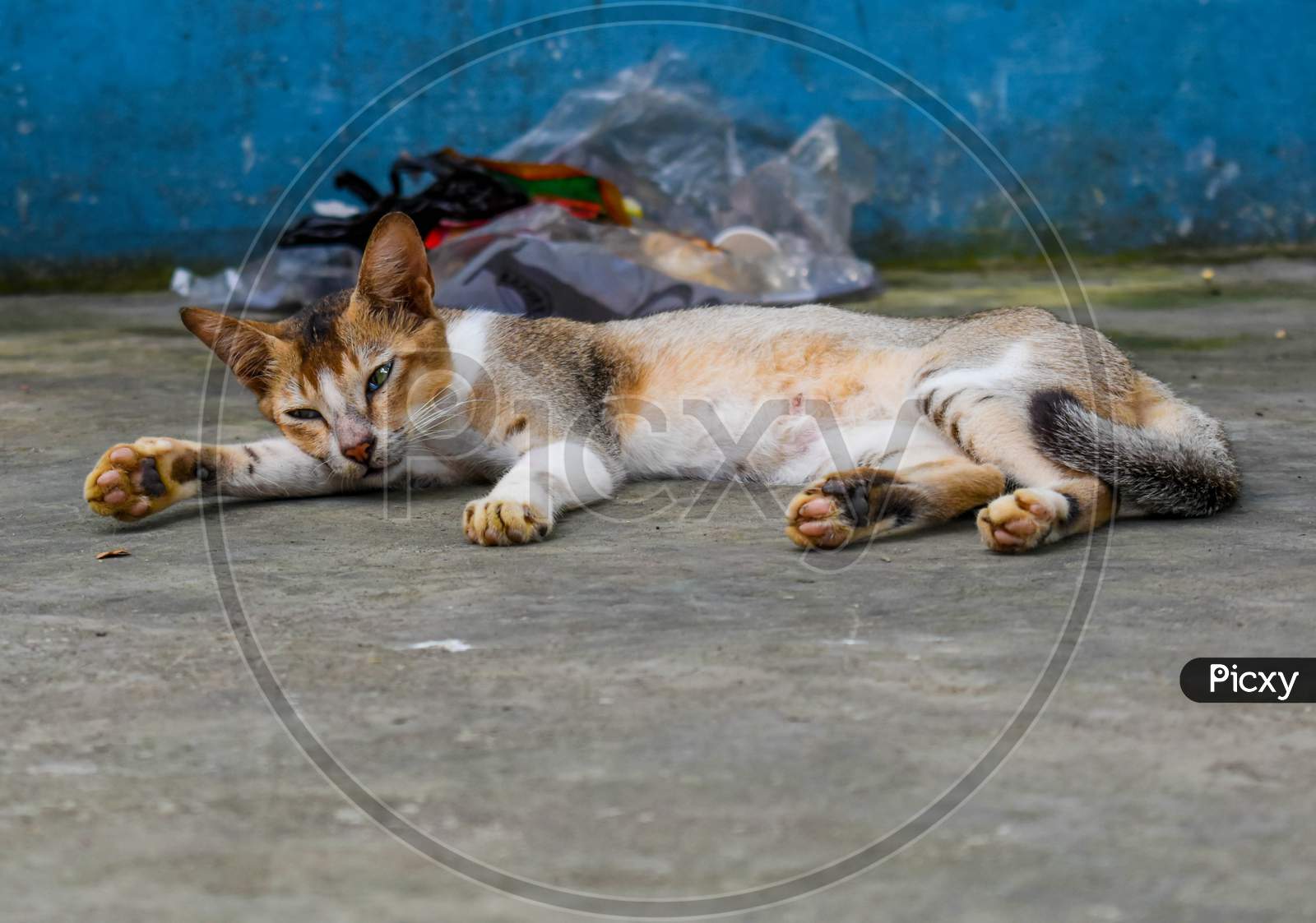 A Pet Cat Take Rest At Ground