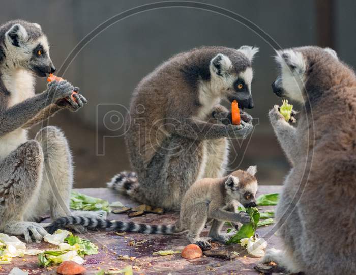 The Ring-Tailed Lemurs Lemur Catta In Beijing Zoo
