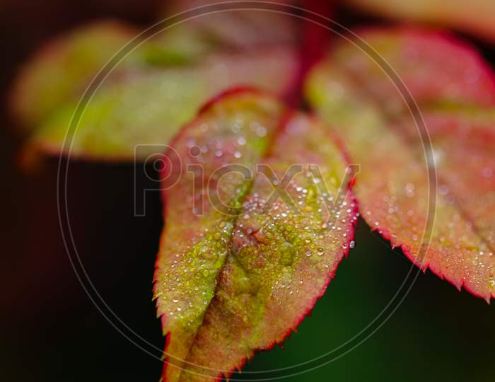 image of red and green leaves with water drops