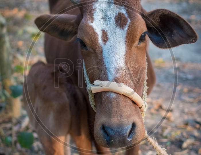 Mother Cow Feeding Her Baby In Countryside, Farming.