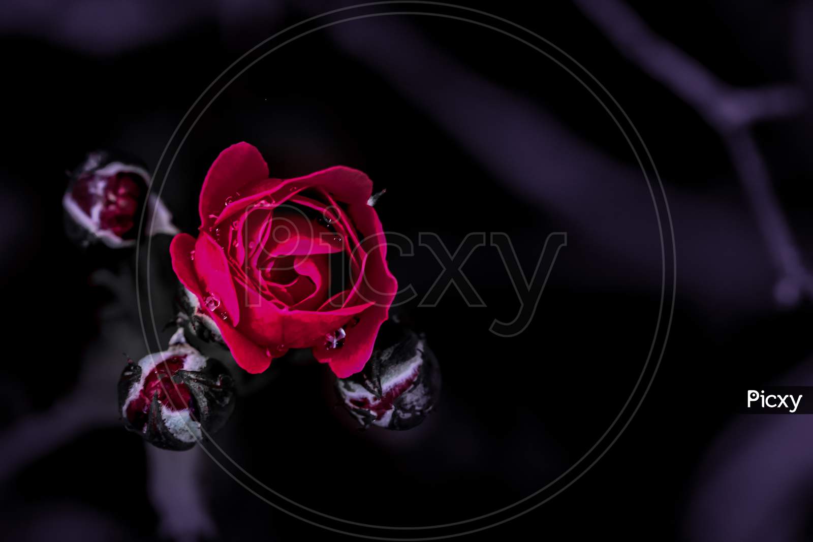 Free Red Rose Black Background Photos and Vectors