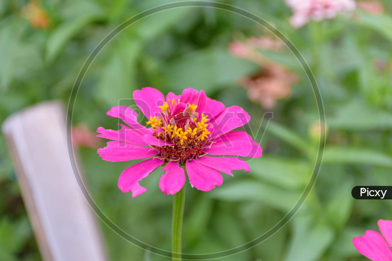 Closeup Picture Of Common Zinnia Flower With Blurred Background (Selective Focus)