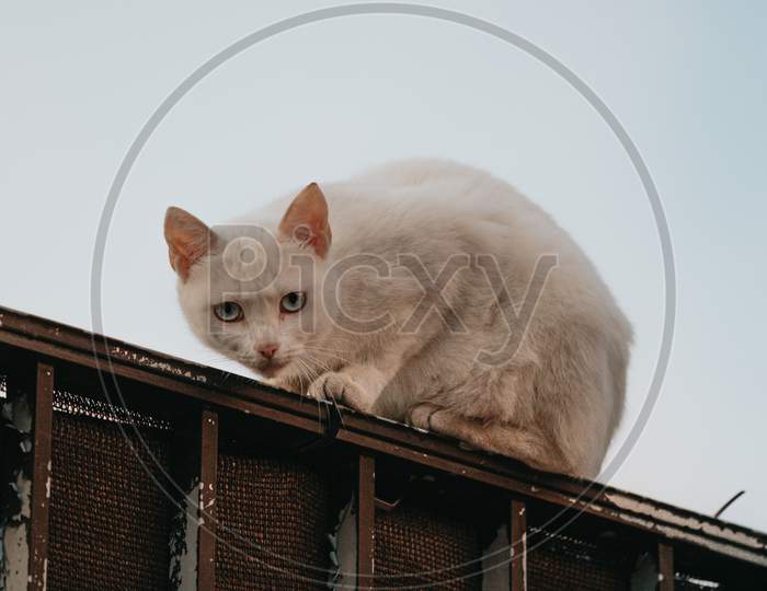 A White Cat Over A Wall Looking To Camera