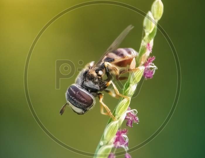 Honeybee resting on a grass