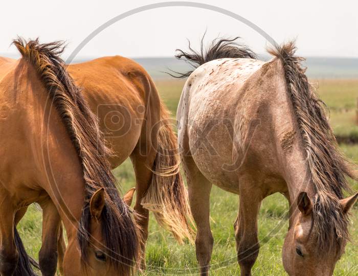 Horses In The Grassland Of Inner Mongolia, China