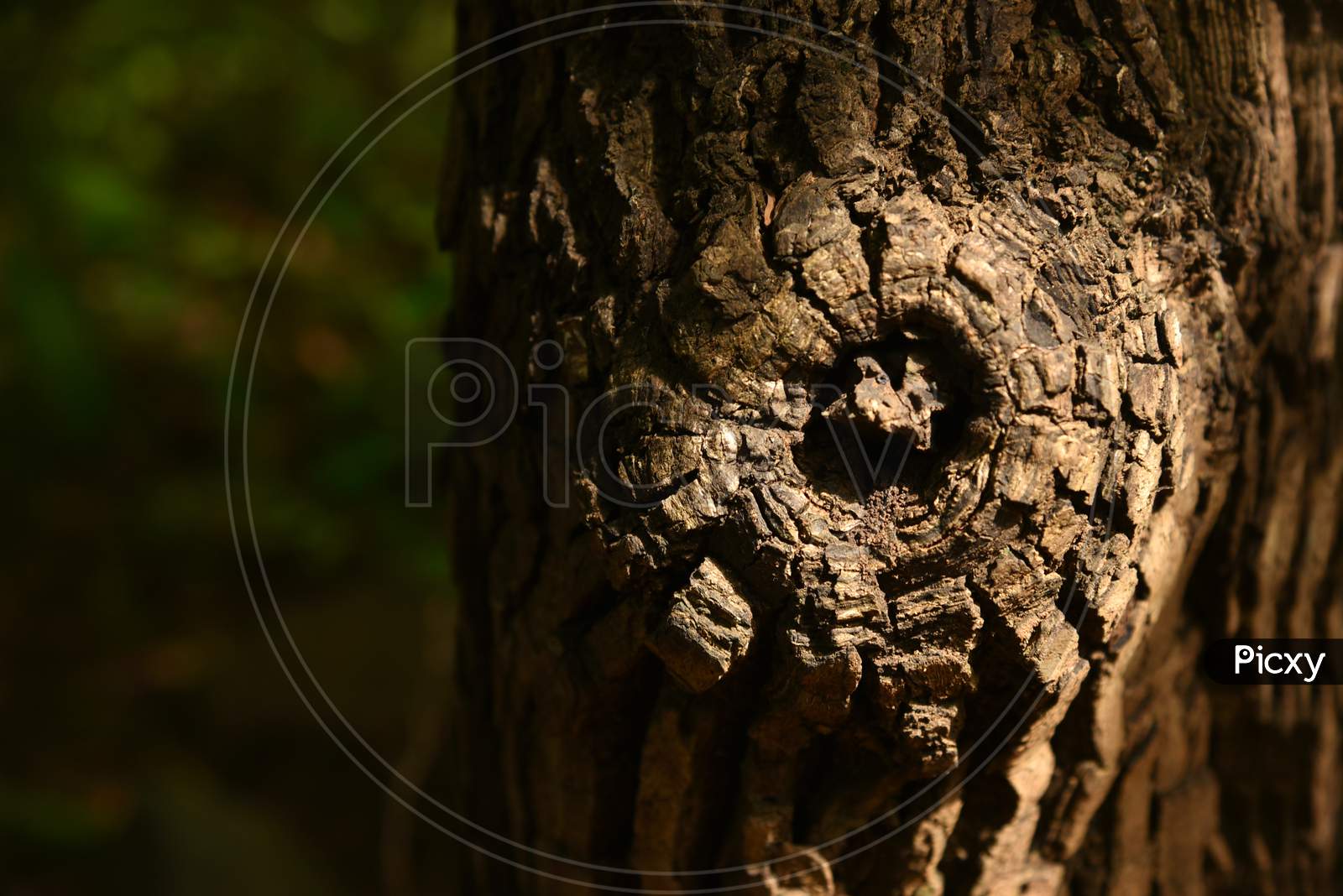 Close Up Of Tree Trunk And Tree Bark . Wood Background With Text Space.