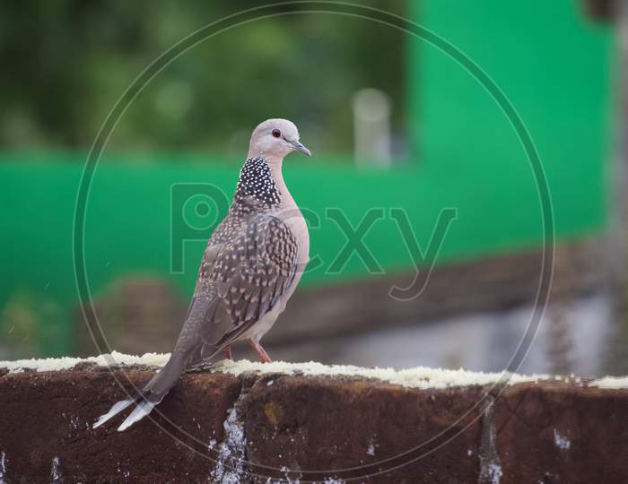 Spotted dove in the wall