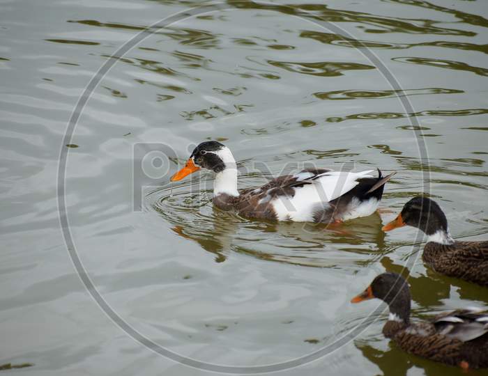 Picture Of Duck Is The Common Name For A Large Number Of Species In The Waterfowl Family Anatidae Which Also Includes Swans And Geese, Swimming In A Pond