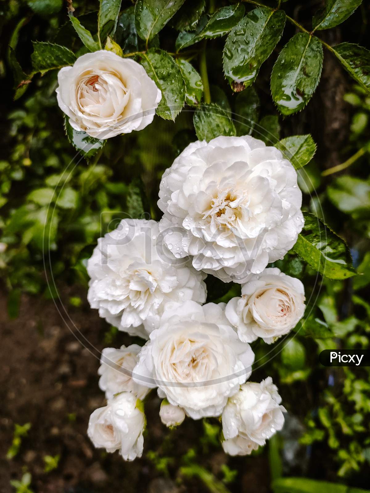 White roses in garden with green leaf