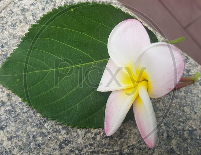petal, leaves, pink, gardening, colorful, blossom, botany, garden, tropical, flower, leaf, nature, park, bright, plant, background, natural, beautiful, red, color, indian, wild, travel, fresh, rainforest, blooming, outdoor, asia, green, tropic, summer, forest, jungle, paradise, light, warm, Phuket