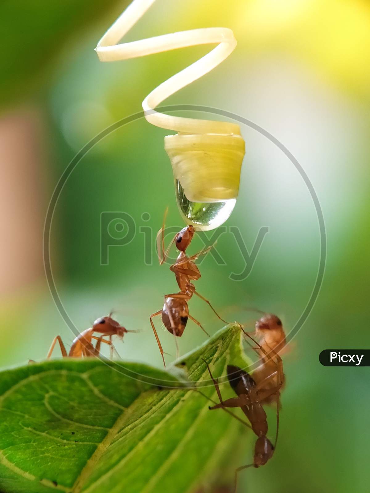 Red ant drinking water