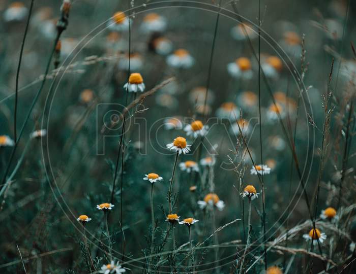 An Horizontal Shot Of Some Daisies In The Grass