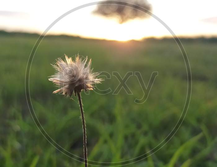 Dandelion flower photography in the morning