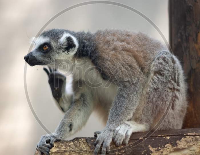The Ring-Tailed Lemur Lemur Catta In Beijing Zoo