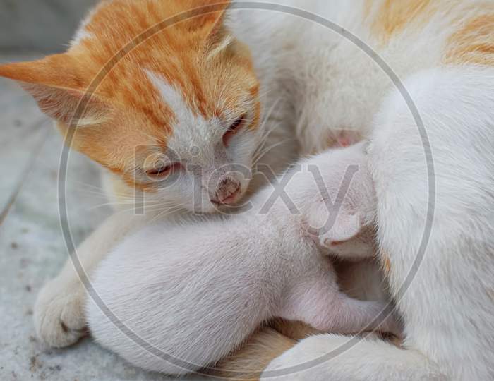 A Mother Cat In White And Brown Hair Feeding Her Kittens. Kittens Suck On A Cat’S Chest. Cat Lifestyle (Selective Focus)