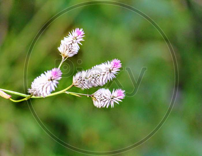 Pink flower with green background