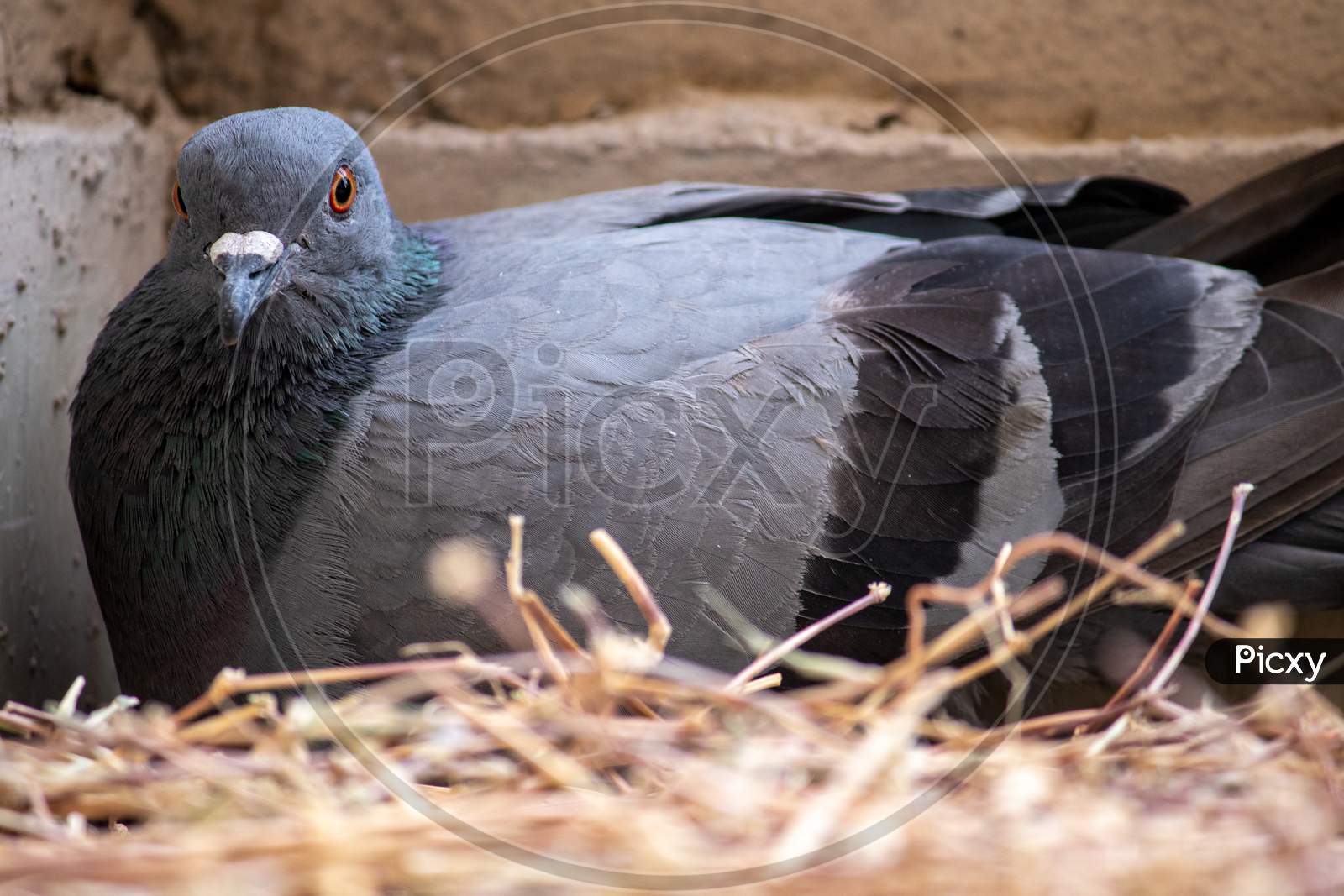 Pigeon Sitting In Nest Incubating Her Egg