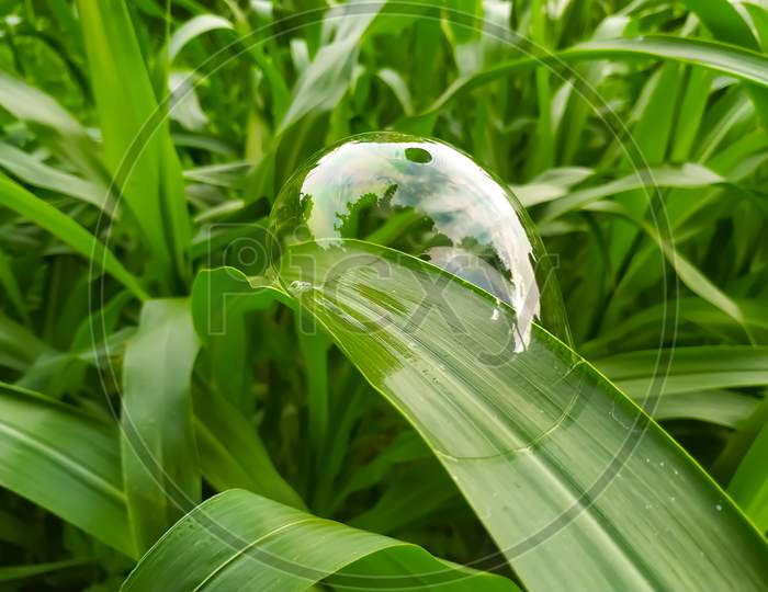Water Bubbles On Green Leaf