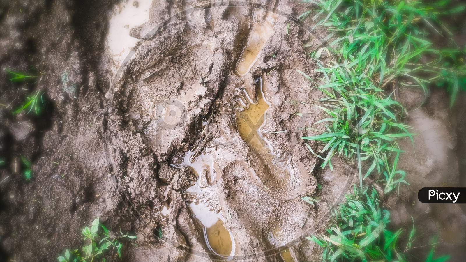 Rain water accumulated in foot imprint of dirty mud in the grass meadow. Very enjoying and relaxing with muddy nature in rainy season