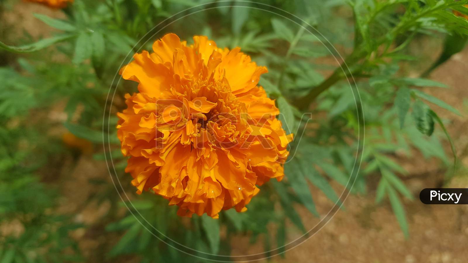 Beautiful marigold in the garden