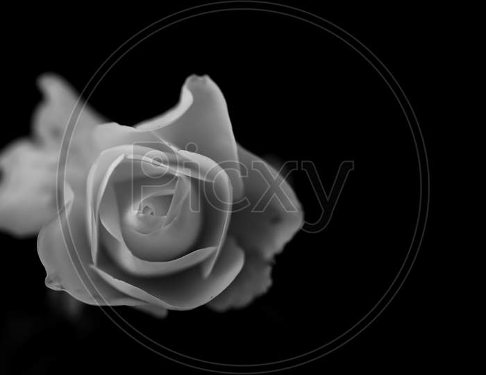 A monochrome image of a white rose on one side of the frame and one side left vacant to write a message