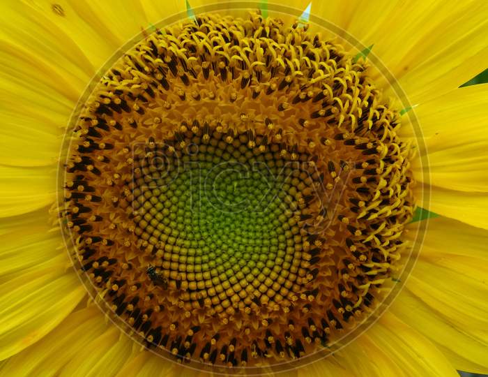Macro image of a sunflower with beautiful green pattern