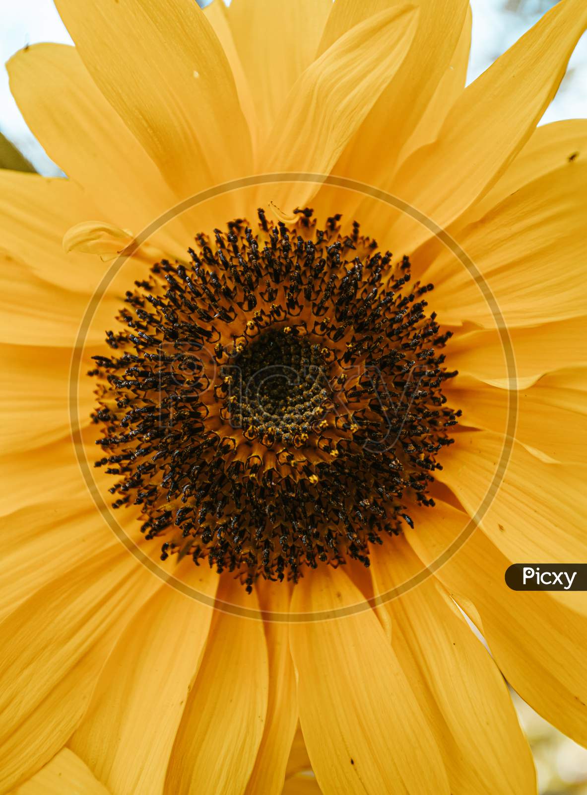 A Close Up Of A Sunflower During Summer