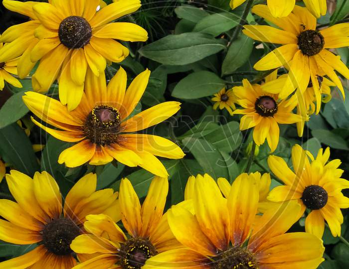 bunch of yellow flowers blooming with rich colors
