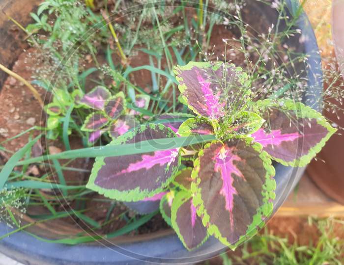 Beautiful pink colour plant leaves in garden