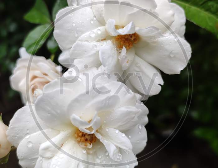 White roses in garden with green leaf
