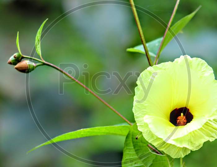 Yellow flower with green background
