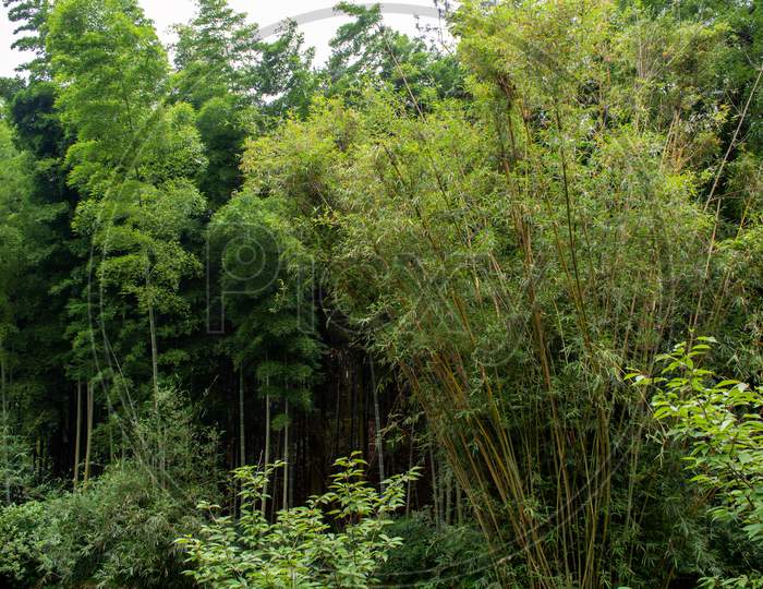 Beautiful Bamboo Grove, Bamboo Forest In Jiangxi Province, South China
