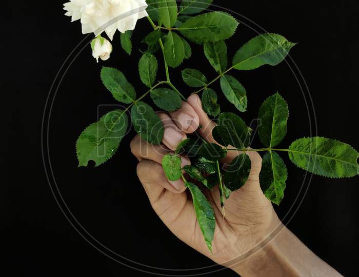 White rose in hand on black background